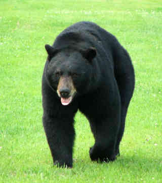 black bears in NJ