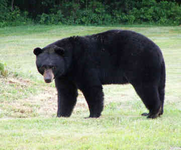 Bear Over Population In NJ