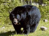 Black Bears Are Taking Over The Garden State